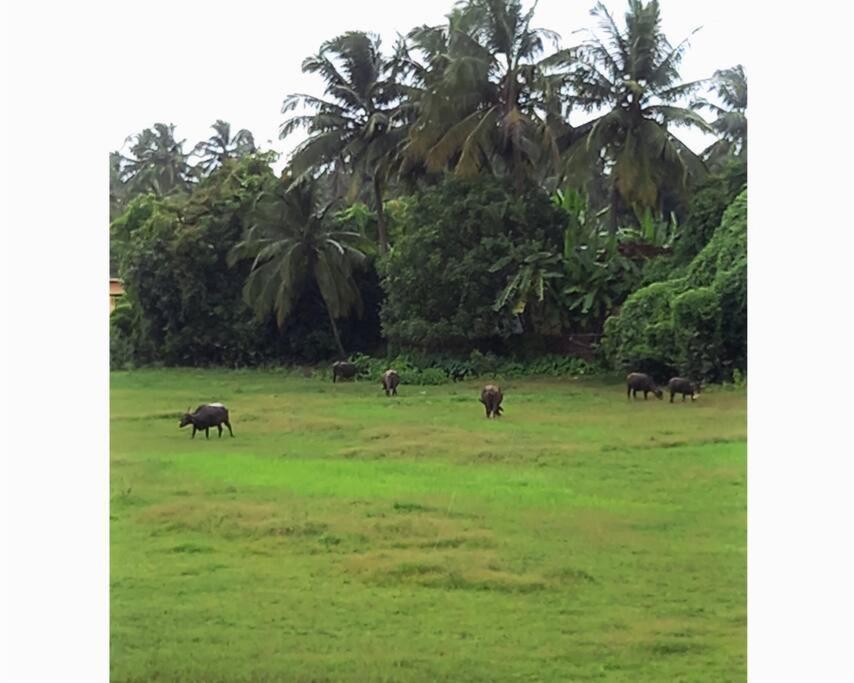 Cockerel Homestay - Traditional Beach Village - Goa Canacona Eksteriør billede